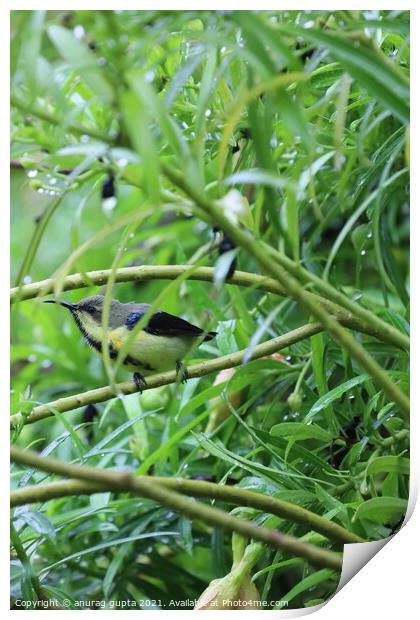 Sunbird Print by anurag gupta