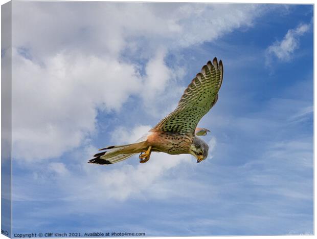 Kestrel hovering Canvas Print by Cliff Kinch