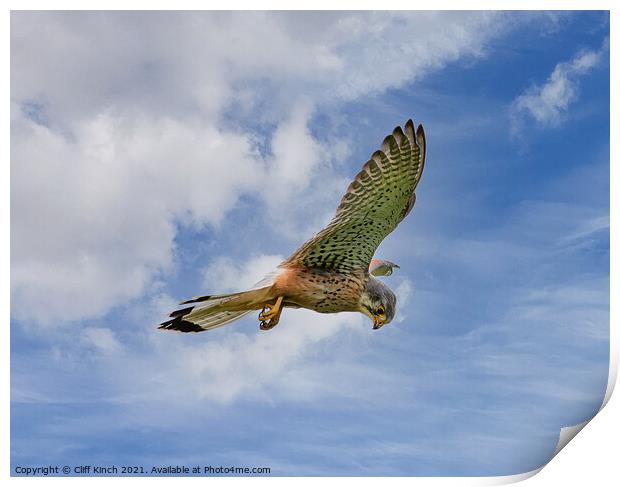 Kestrel hovering Print by Cliff Kinch