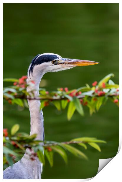 Grey Heron Print by Arterra 