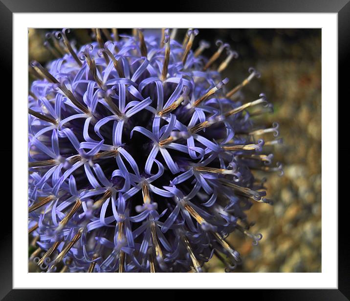 echinops Framed Mounted Print by Heather Newton
