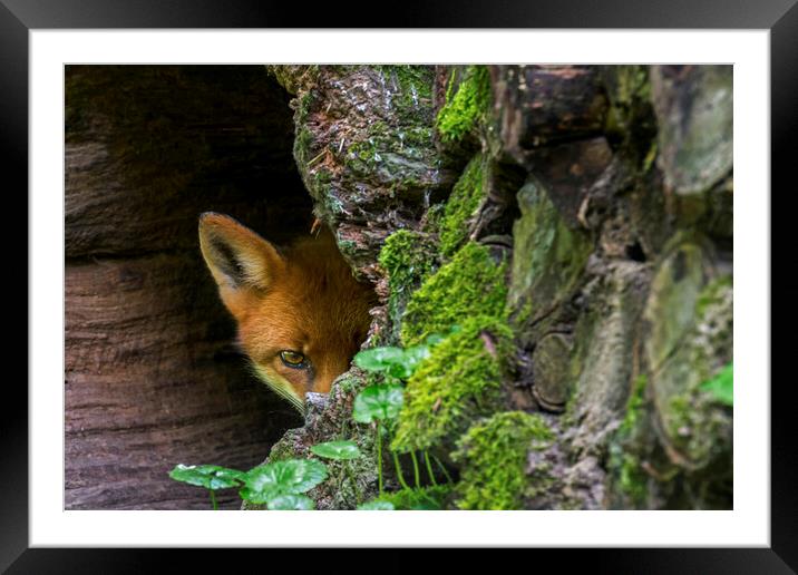 Red Fox Hiding Framed Mounted Print by Arterra 