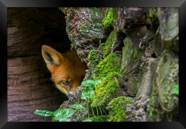 Red Fox Hiding Framed Print by Arterra 