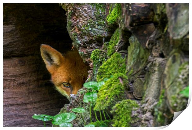 Red Fox Hiding Print by Arterra 