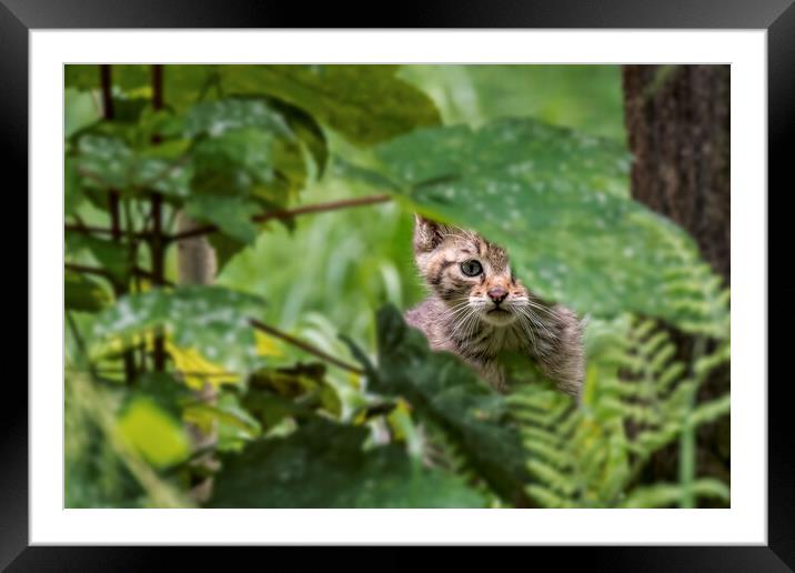 Wild Cat Kitten in Woodland Framed Mounted Print by Arterra 