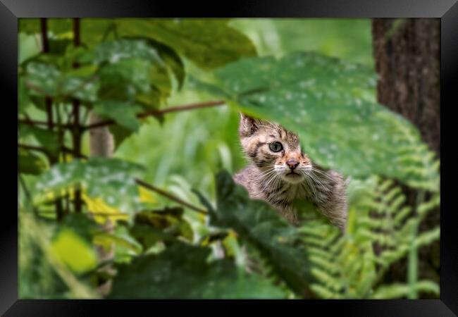 Wild Cat Kitten in Woodland Framed Print by Arterra 