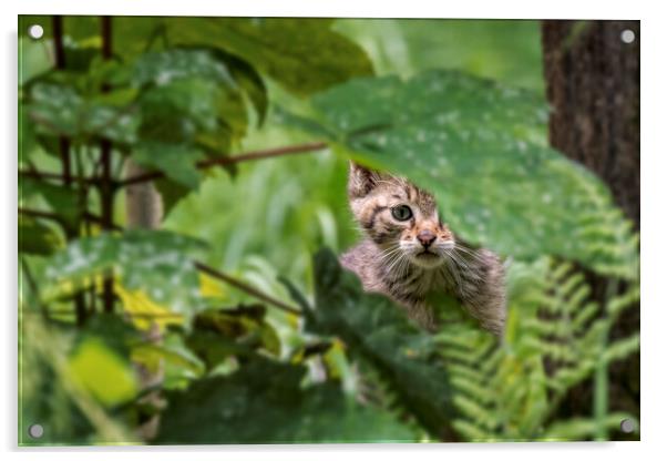 Wild Cat Kitten in Woodland Acrylic by Arterra 
