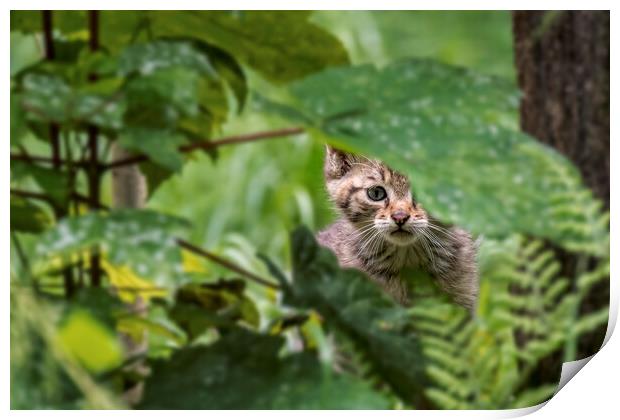 Wild Cat Kitten in Woodland Print by Arterra 