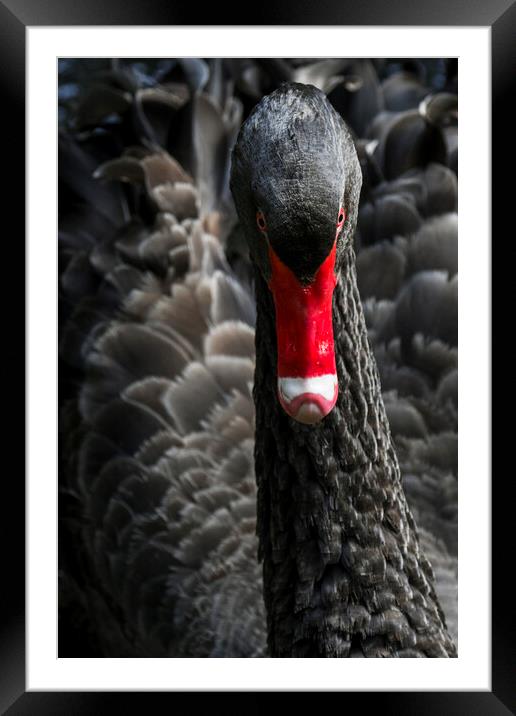 Black Swan Close UP Framed Mounted Print by Arterra 