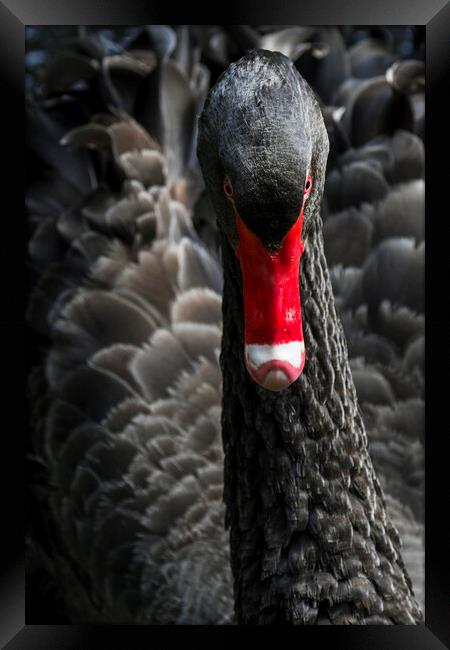 Black Swan Close UP Framed Print by Arterra 