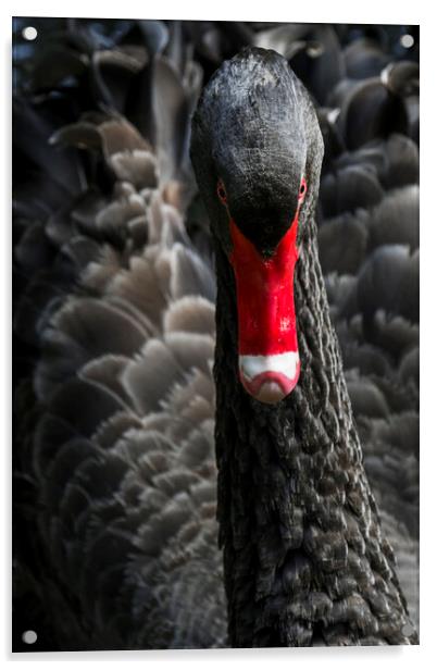 Black Swan Close UP Acrylic by Arterra 