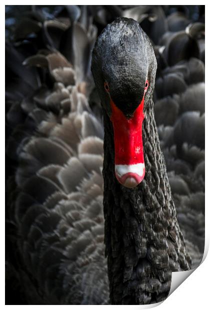 Black Swan Close UP Print by Arterra 
