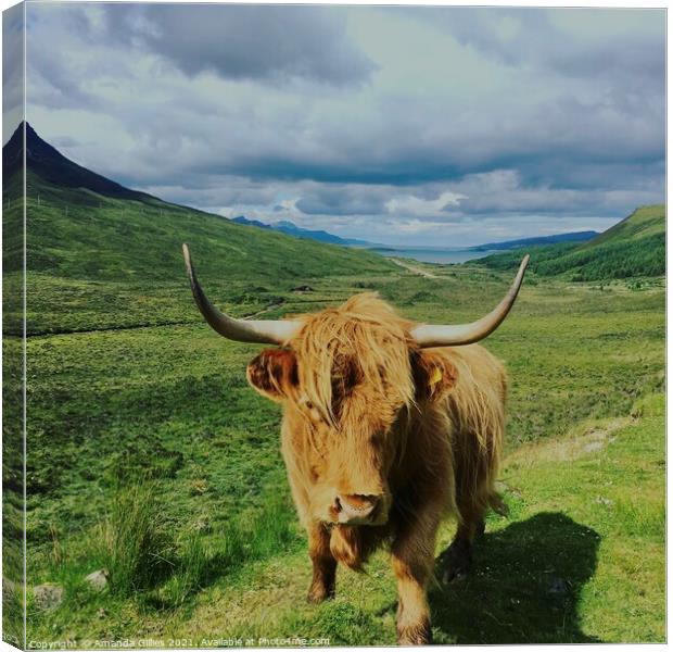 Highland cow on Skye Canvas Print by Amanda Gillies