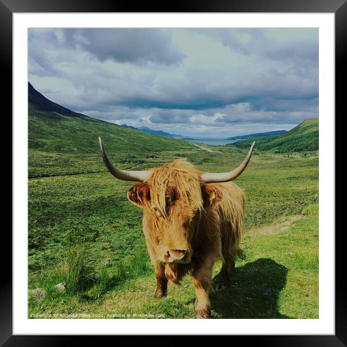 Highland cow on Skye Framed Mounted Print by Amanda Gillies
