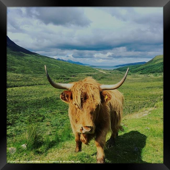 Highland cow on Skye Framed Print by Amanda Gillies