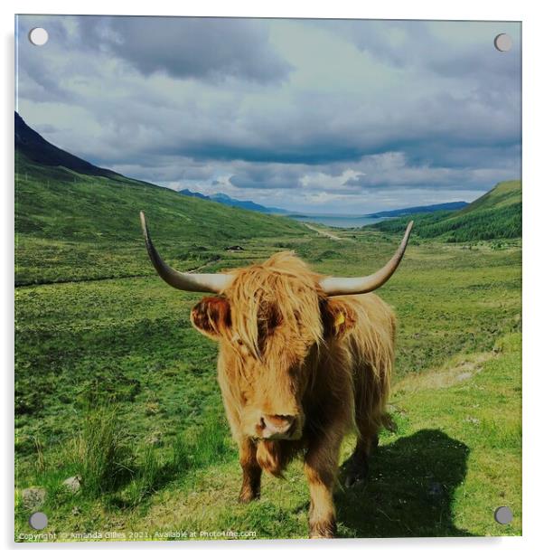 Highland cow on Skye Acrylic by Amanda Gillies