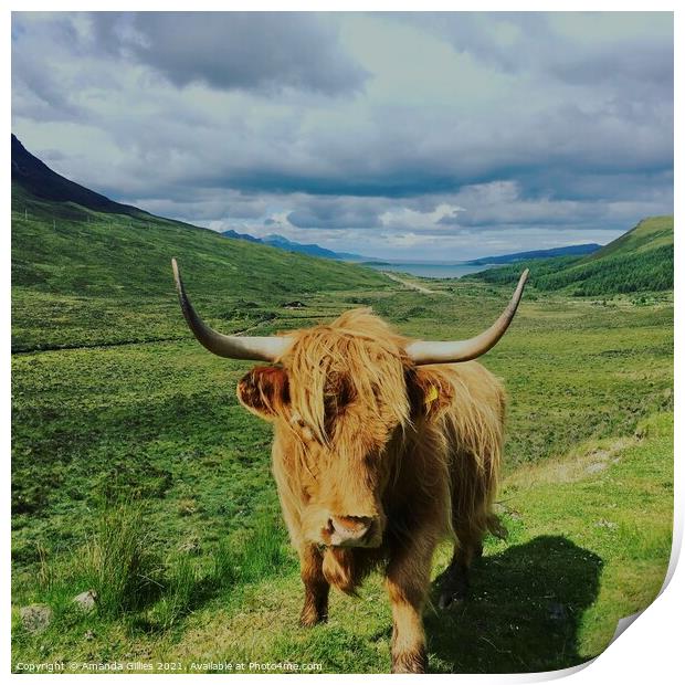 Highland cow on Skye Print by Amanda Gillies