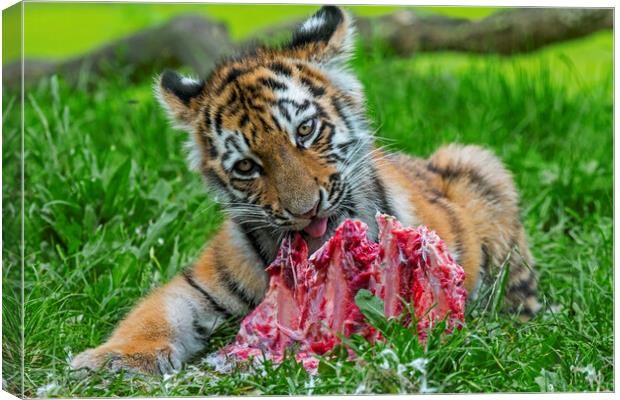 Tiger Cub Having A Bite Canvas Print by Arterra 
