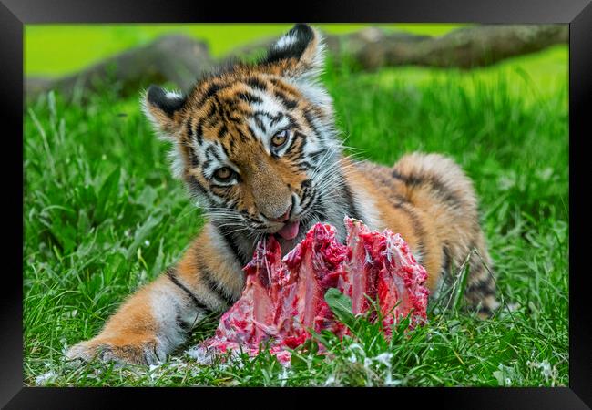 Tiger Cub Having A Bite Framed Print by Arterra 