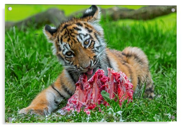 Tiger Cub Having A Bite Acrylic by Arterra 