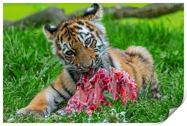 Tiger Cub Having A Bite Print by Arterra 