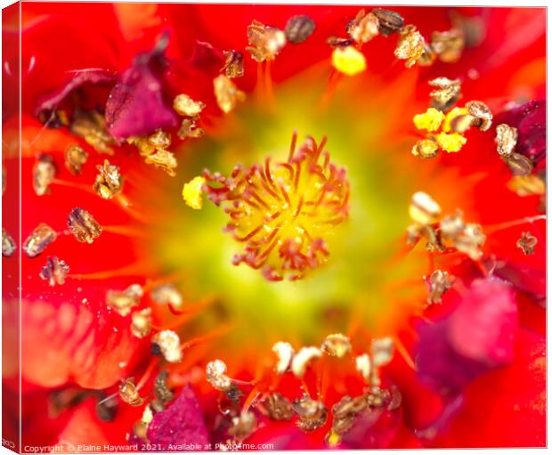 Red Geum flower macro Canvas Print by Elaine Hayward