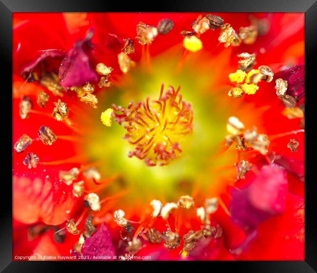 Red Geum flower macro Framed Print by Elaine Hayward