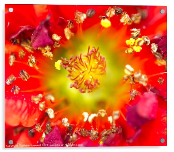 Red Geum flower macro Acrylic by Elaine Hayward