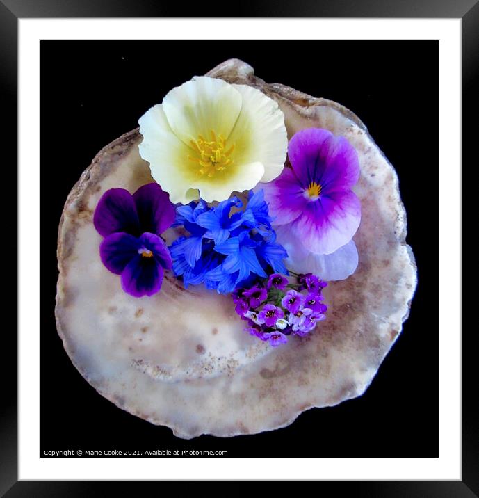 Flowers in a shell Framed Mounted Print by Marie Cooke