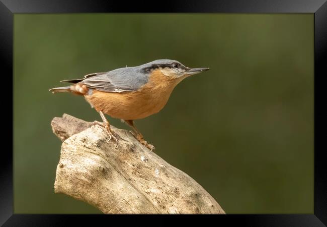 Nuthatch bird in Leigh Greater Manchester Framed Print by Jonathan Thirkell