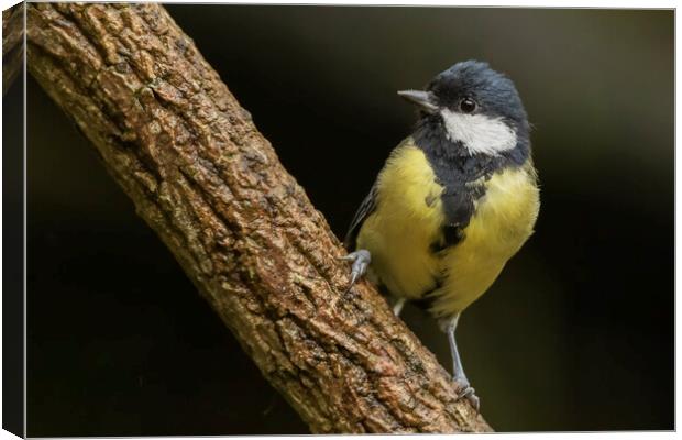 Great Tit Parus major Canvas Print by Jonathan Thirkell