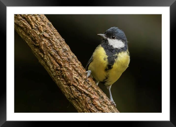 Great Tit Parus major Framed Mounted Print by Jonathan Thirkell