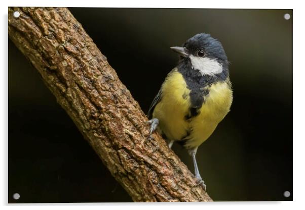 Great Tit Parus major Acrylic by Jonathan Thirkell