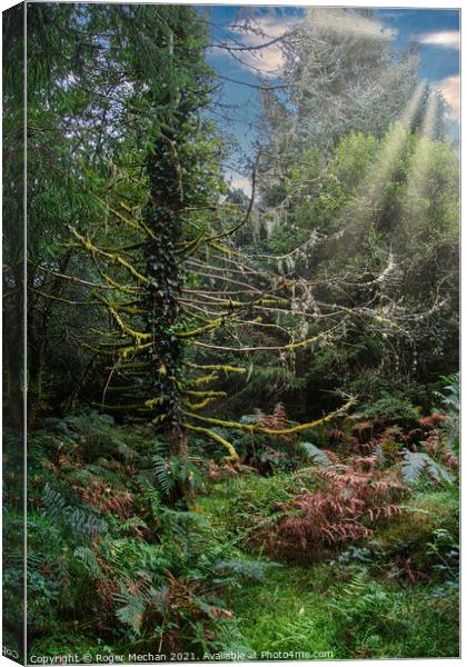 Dappled Sunbeams in Dartmoor Forest Canvas Print by Roger Mechan