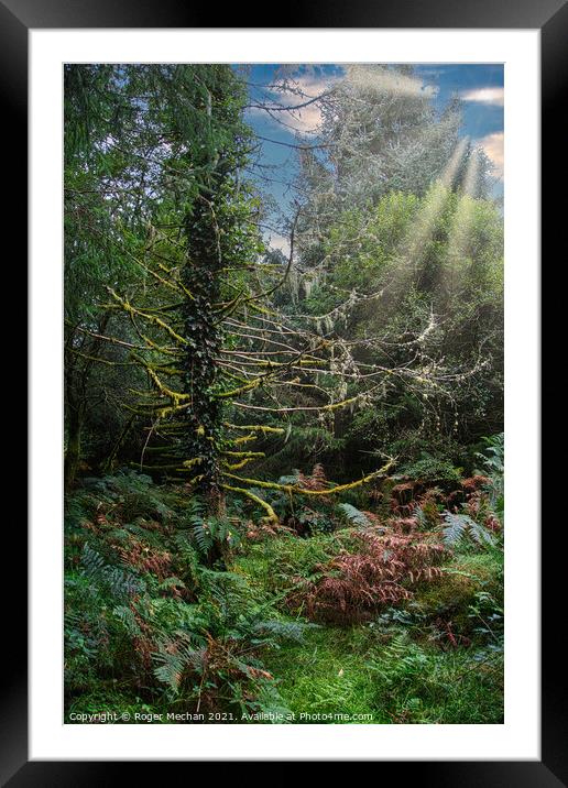 Dappled Sunbeams in Dartmoor Forest Framed Mounted Print by Roger Mechan