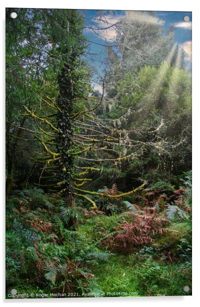Dappled Sunbeams in Dartmoor Forest Acrylic by Roger Mechan