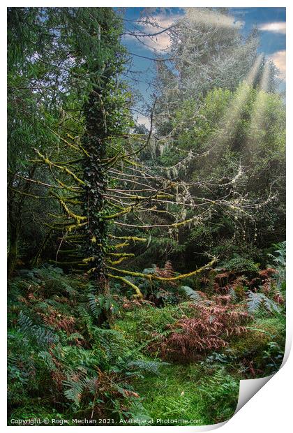 Dappled Sunbeams in Dartmoor Forest Print by Roger Mechan