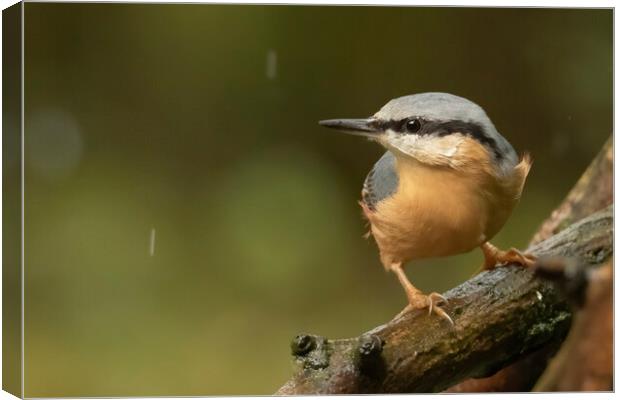 Nuthatch bird in the rain Canvas Print by Jonathan Thirkell