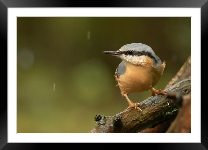 Nuthatch bird in the rain Framed Mounted Print by Jonathan Thirkell