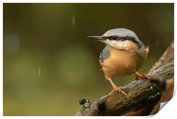 Nuthatch bird in the rain Print by Jonathan Thirkell