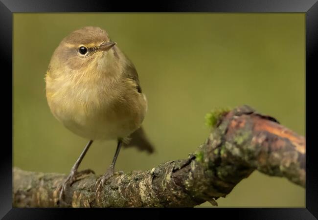 Common Chiffchaff Framed Print by Jonathan Thirkell