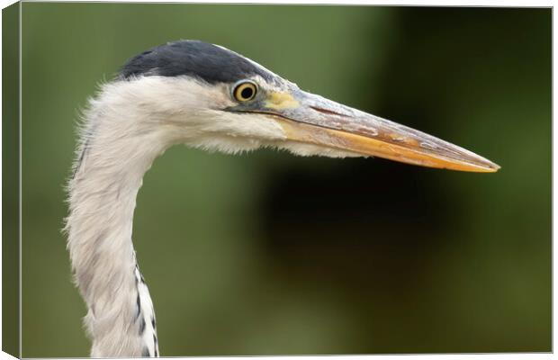 Grey Heron Side Profile Canvas Print by Jonathan Thirkell