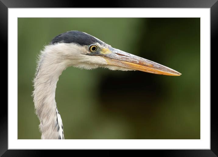 Grey Heron Side Profile Framed Mounted Print by Jonathan Thirkell