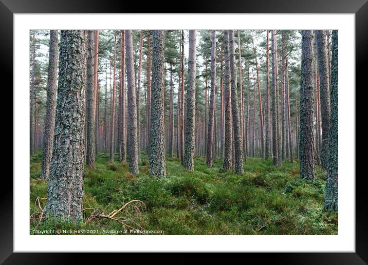 Red Pine Forest Framed Mounted Print by Nick Hirst