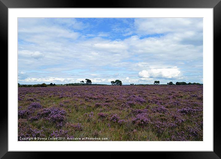 The New Forest in Summer Framed Mounted Print by Donna Collett