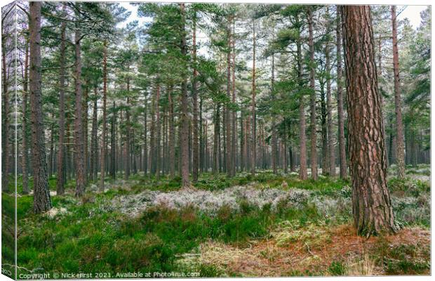 Scottish Forest Canvas Print by Nick Hirst