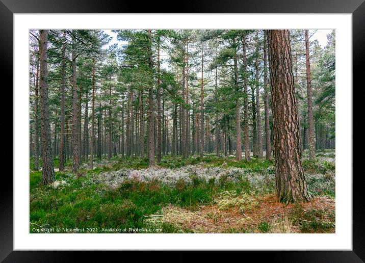 Scottish Forest Framed Mounted Print by Nick Hirst