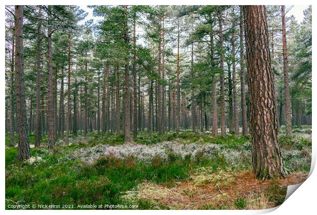 Scottish Forest Print by Nick Hirst