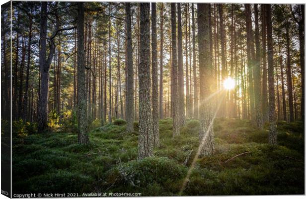 Forest Sunset Canvas Print by Nick Hirst
