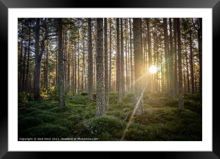 Forest Sunset Framed Mounted Print by Nick Hirst